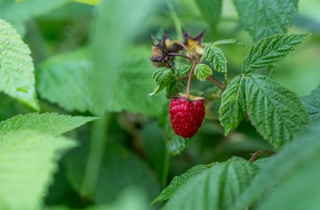 Strawberry and leaf on green background