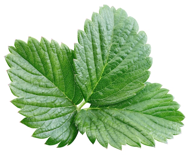 Strawberry leaf isolated on white background with clipping path