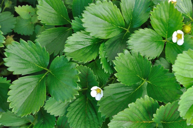 Premium Photo | Strawberry leaves background
