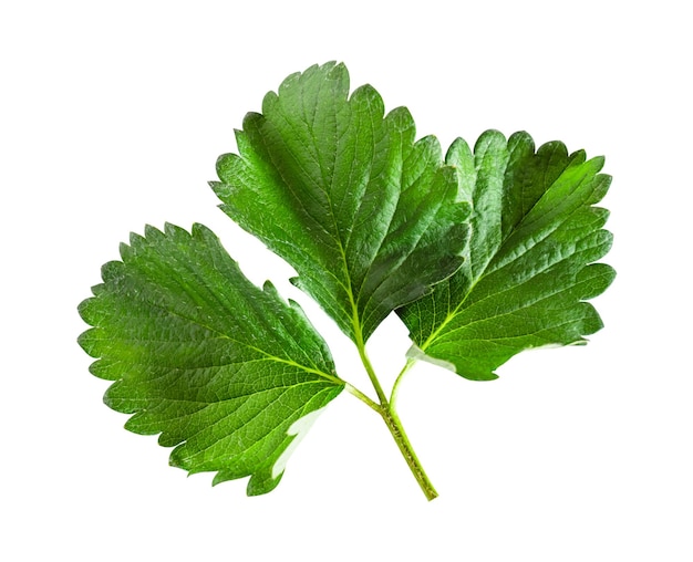 Strawberry leaves isolated on white background Include clipping path Green strawberry leaf