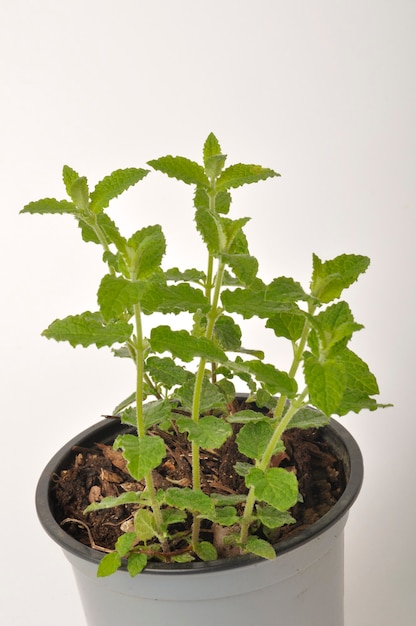 Strawberry mint plant on white background