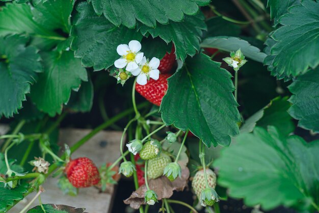 Strawberry picking nagasaki higashisonogi-gun nagasaki koiminori variety