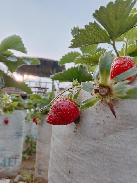 A strawberry plant in a container with a sign that says'strawberry '