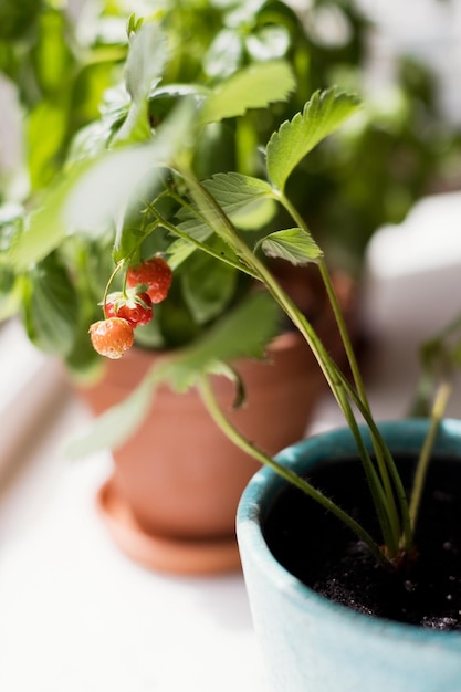 Strawberry plant in flower pot indoor Strawberry plant with green leaves and small berries strawberry