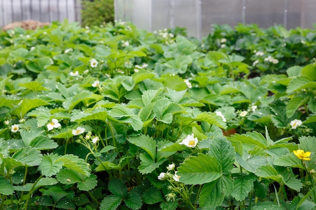 Foto pianta di fragole in giardino con fiori bianchi e foglie verdi