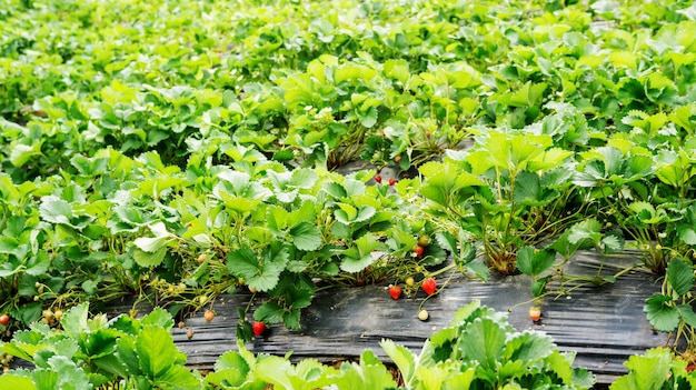 Strawberry plant in an orchard.