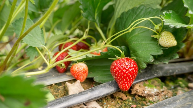 Strawberry plant in an orchard.