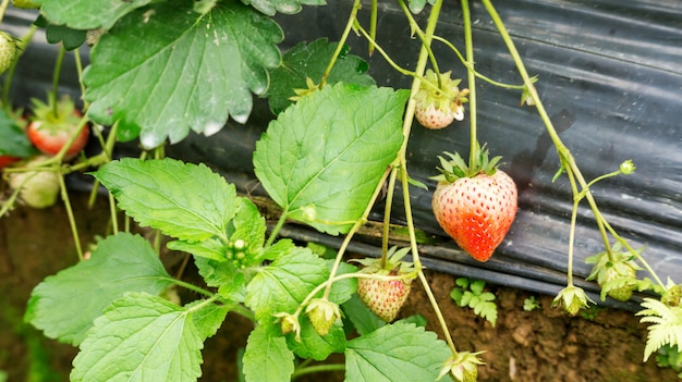 Strawberry plant in an orchard.
