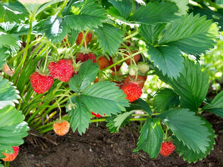 Strawberry plant Staberry bushes