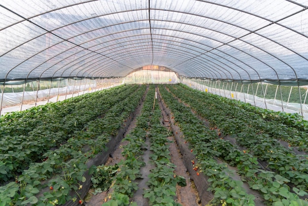 온실의 딸기 농장