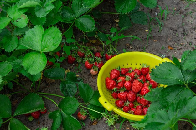 Strawberry plantation in the vegetable garden in the village