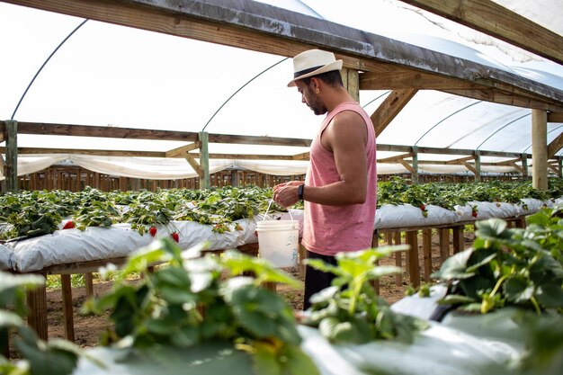 Strawberry planting strawberry growers working in greenhouse with harvest