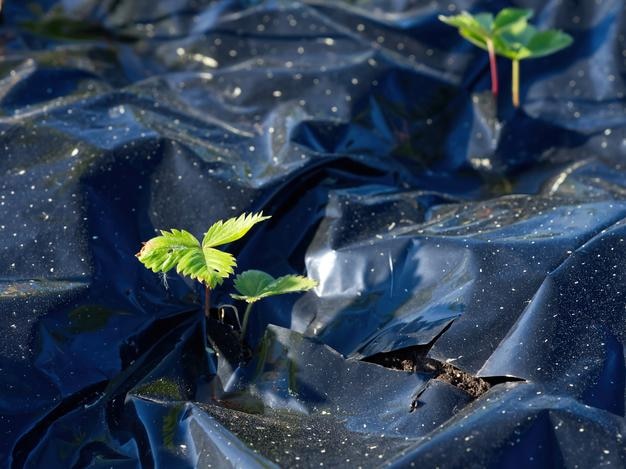 写真 イチゴ生産を栽培するイチゴ植物若いイチゴで覆われた木とプラスチックのベッド