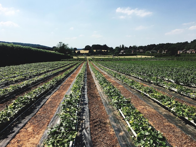 Foto piante di fragole che crescono sul campo contro il cielo