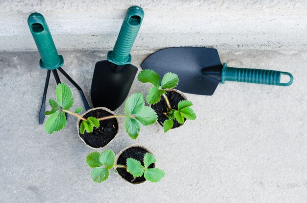 Strawberry Plants With Gardening Tools.