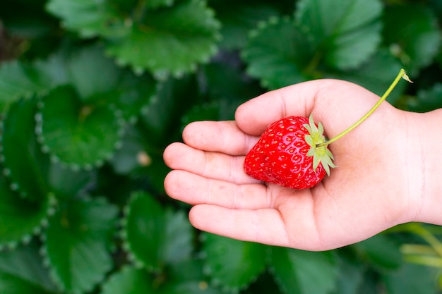 Fragola matura al raccolto dal giardino.