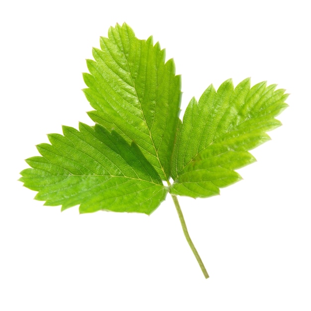 Strawberry's green leaf isolated