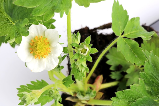 Strawberry seedling with flower isolated on white background