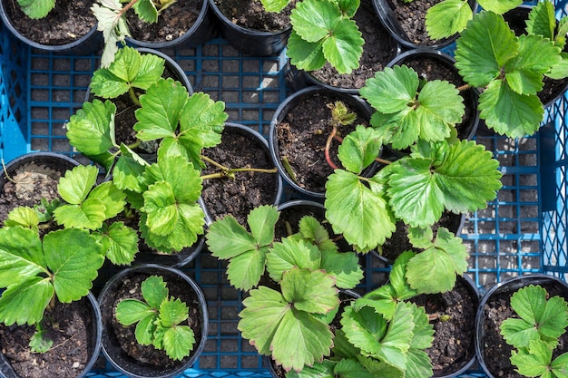 Strawberry seedlings are sold on the market. Seedlings for growing in the garden