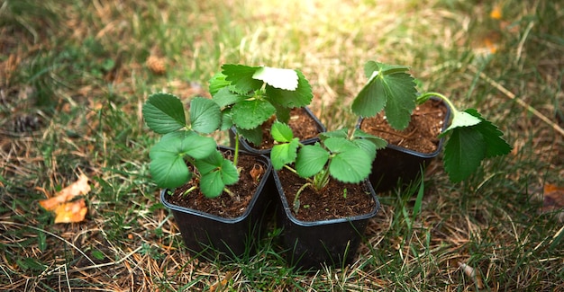 Strawberry seedlings in peat glasses on the grass ready to plant in the garden Preparation for planting growing natural berries in the garden bed