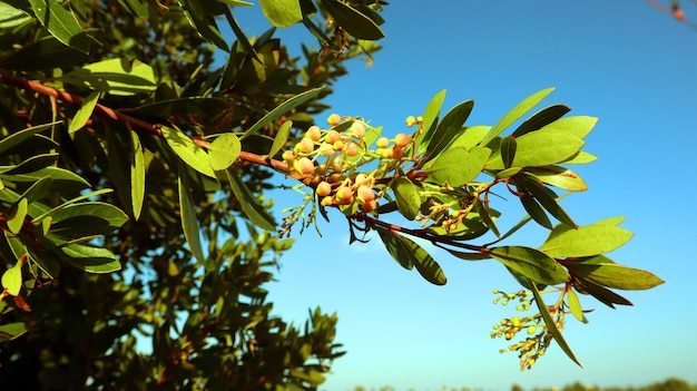 Клубничное дерево Arbutus цветет на фоне голубого неба, большой, необычный кустарник, Испания