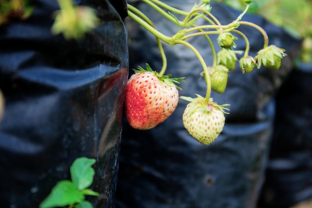 Fragola sull'albero in fattoria