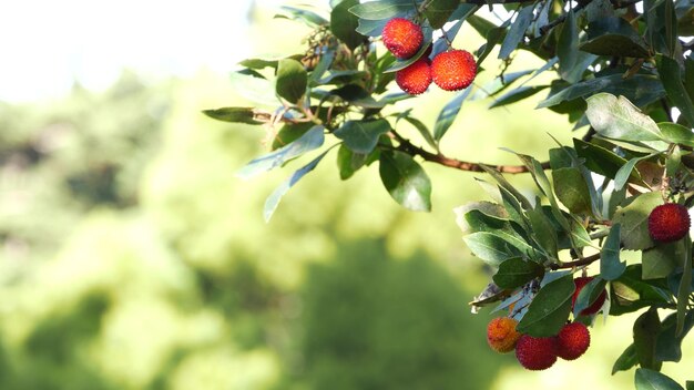 Strawberry tree fruit irish arbutus unedo berry cain cane apple europe flora