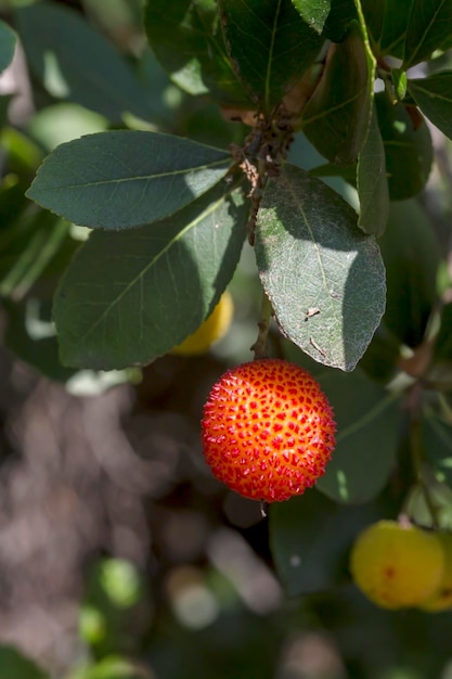 Клубничное дерево Arbutus unedo с ягодами крупным планом