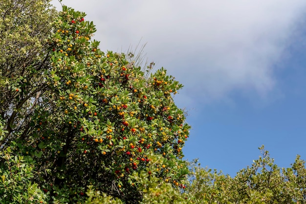 Клубничное дерево Arbutus unedo с ягодами крупным планом