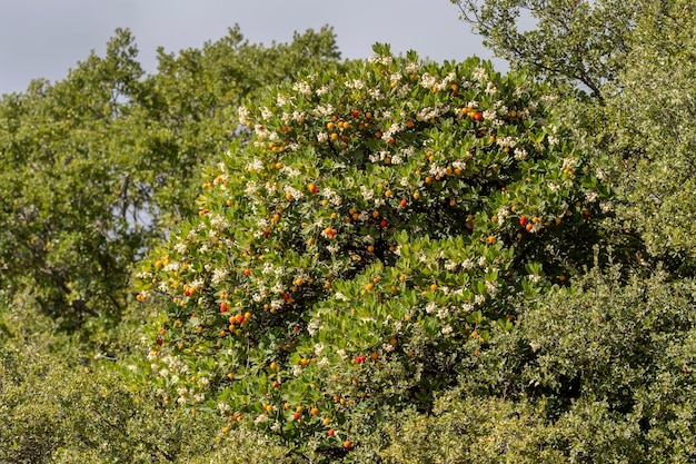 딸기 나무Arbutus unedo는 가을 날 산속 숲에서 자라고 꽃이 핀다