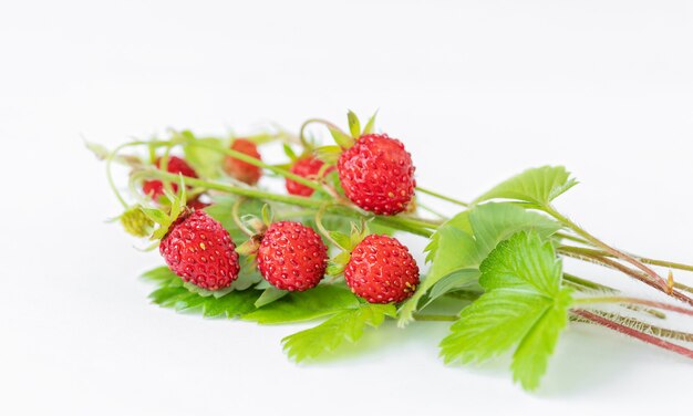 Strawberry twigs on gray backdrop