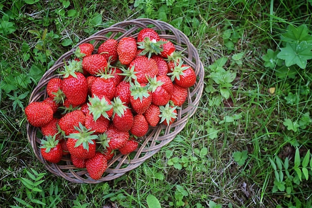 Strawberry on wicker bag outdoor