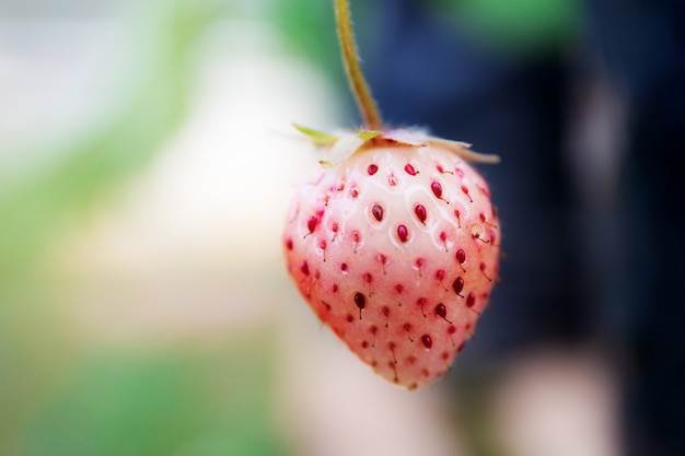 Strawberry with green background.