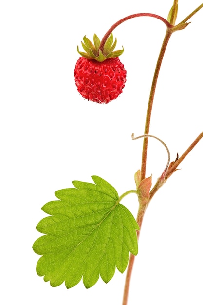 Strawberry with ripe fruits isolated