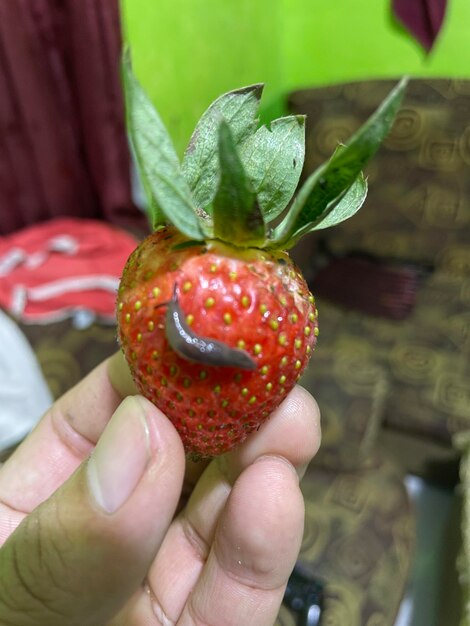 Strawberry with snail