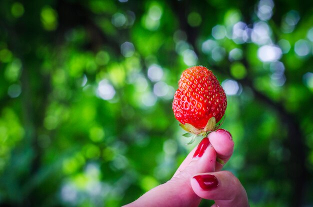 Strawberry in woman's hand