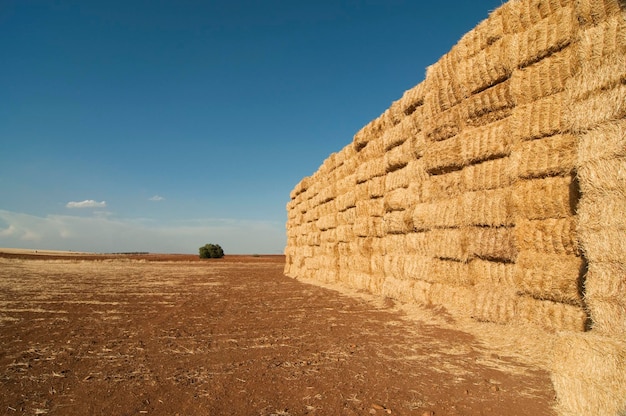 Cannucce di fieno, campo di grano