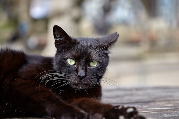 Stray black male cat is resting on table in city park