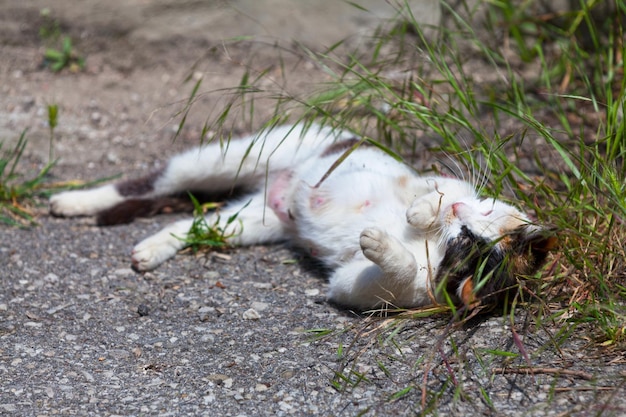 日光浴を楽しむ野良三毛猫ねこネコ