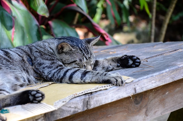 野良猫アニマルタビー