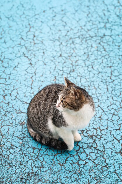 Stray cat on the blue pavement in the city