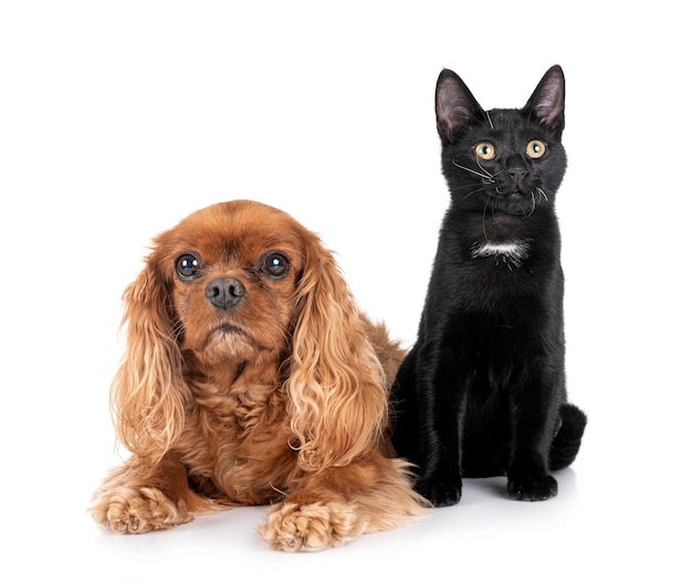 Stray cat and cavalier king charles in front of white background