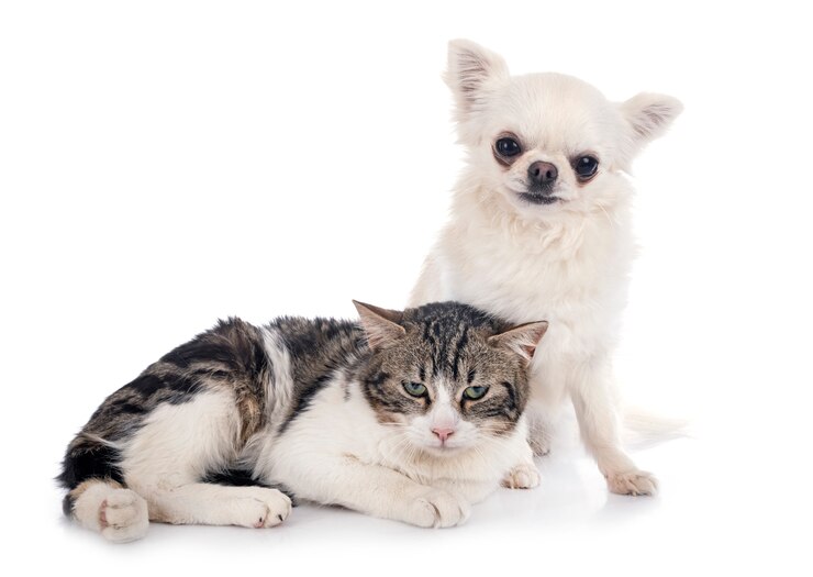 Photo 길 잃은 고양이 치와와