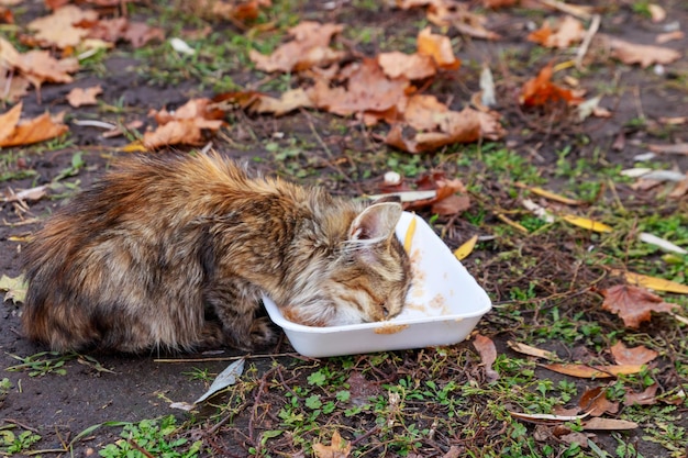 Бродячая кошка ест еду в осеннем городском парке