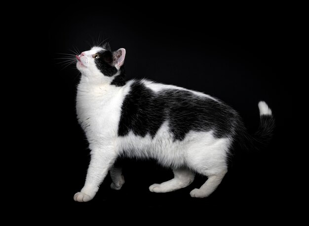 Stray cat in front of black background