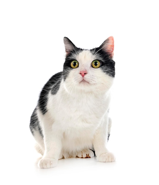 Stray cat in front of white background