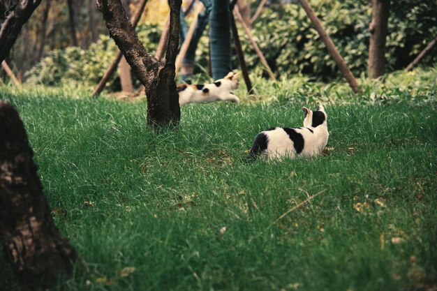 Foto il gatto randagio sulla prateria