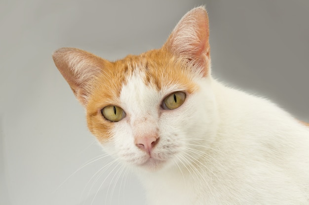 Stray cat hair color orange and white