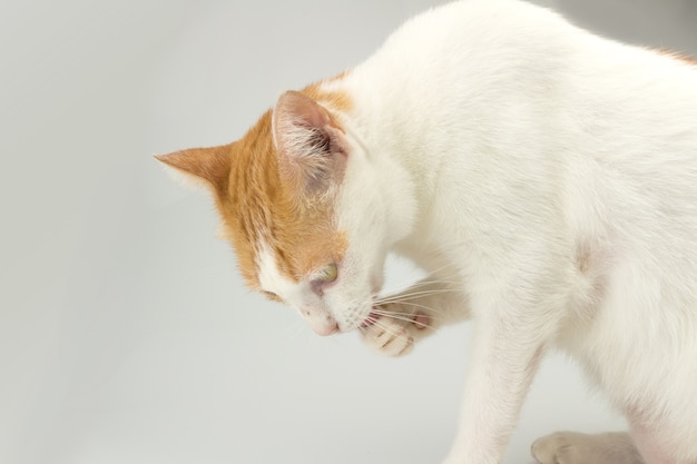 길 잃은 고양이 머리 색깔 주황색과 백색