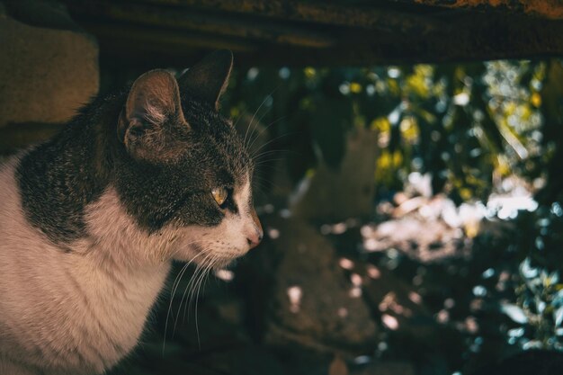 Photo stray cat hiding in a corner of the city on a summer day